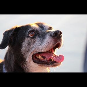 Meet your Posher, Anne marie